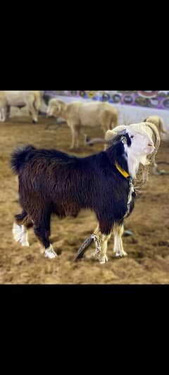 2 daant bakra