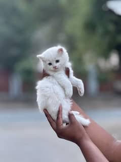 Cat Persian | cat baby | kittens | Blue eyes | ωatsap ʘƷƷƷ୨51୨ʘƷ8: