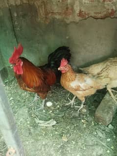 desi & Aseel murgi