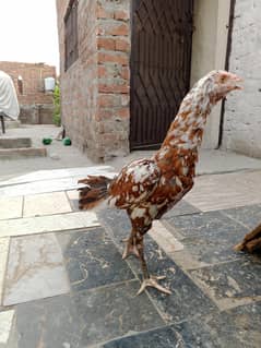 two hens for sale