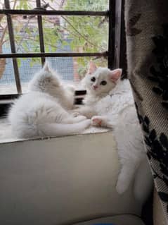 Kittens for sale