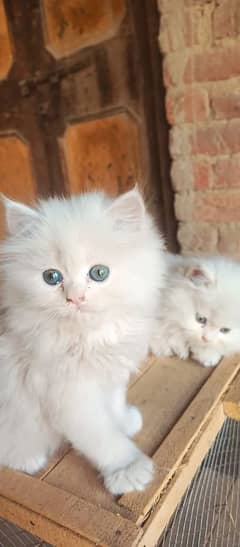 Cat Persian | cat baby | kittens | Blue eyes | ωatsap ʘƷƷƷ୨51୨ʘƷ8'