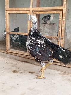 pure aseel black puliya Madi for sale