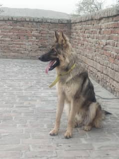 German