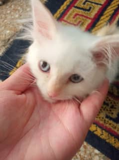 Persian cat for sale