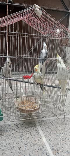 cocktail parrot pair