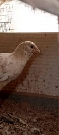 white Teetar male For sale.