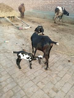 Teddi bakri for sale in Lahore