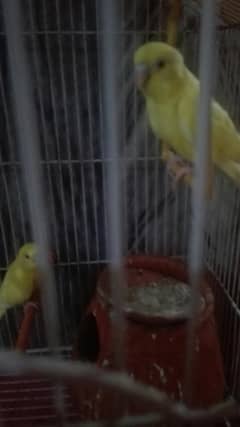 Australian birds available in Lahore