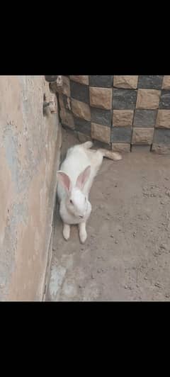 Rebbit
