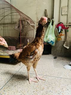 Aseel quality female