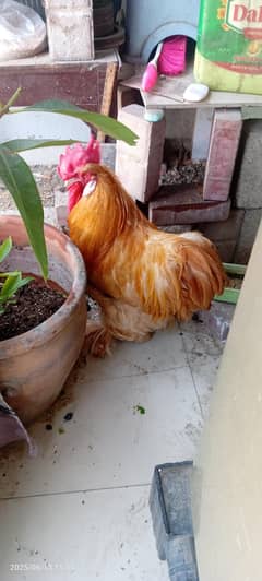 golden buff