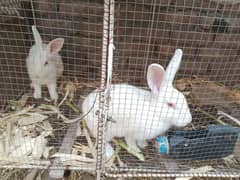 New Zealand white rabbits pairs,pure original breed