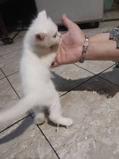 baby ketin persian and himalayan