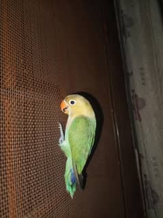 parrot Healthy love bird for sale