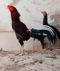 Aseel Murga and murgi and chicks available ha