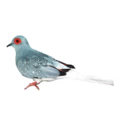 Diamond Dove Breeder Pair