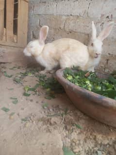 rabit