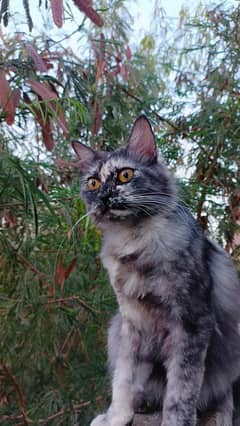 Looking for a responsible cat owner