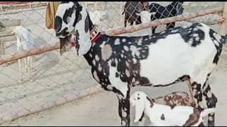 2 Bacchon Ka Sath Desi Bakri For Sale,+03134947622