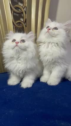high quality kitten|Punch face Kittens|persian cat|cute|tripple|fluffy