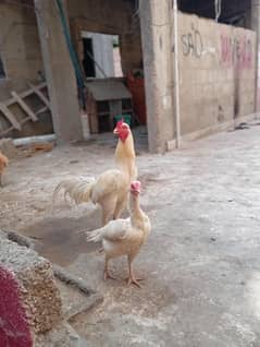 aseel Heera pair for sale