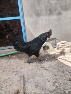 Ayam
