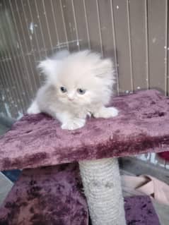 Persian kitten | Cats | Male kittens | High Quality | Available