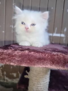 Persian kitten | Cats | Male kittens | High Quality | Available