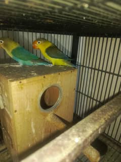 VERY CHEAP PRICE SALE  LOVE BIRDS, LUTINO FISHER