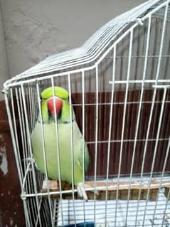 Green Parrot with cage