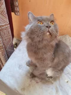 Adult Male Cat hair trimmed