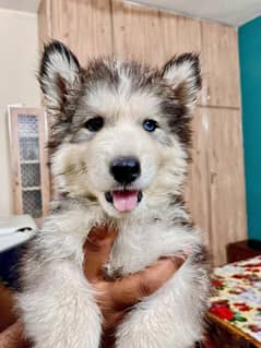 puppies available for sale,Siberian Husky puppies ,white husky puppies