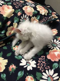 Persian kitten white