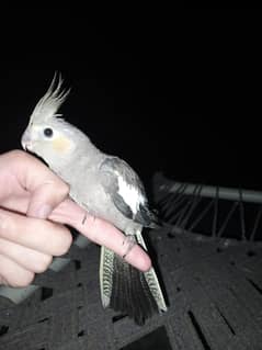 hand tame & cage sell Woden