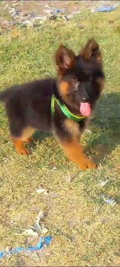 German shepherd puppies long coat my WhatsApp number 03001868066