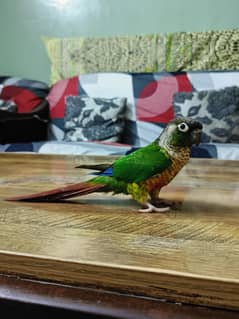 Green chik conure