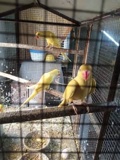 beyoutiful yellow#maile payrotts