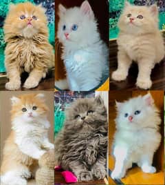 Persian
