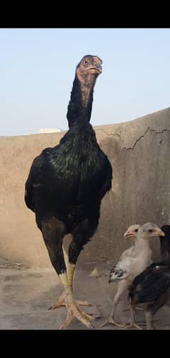 aseel long height madi