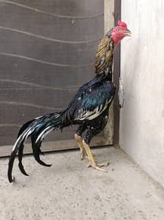High quality Pakistani aseel bird