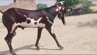 desi bakra for sale WhatsApp number on 03185729839)