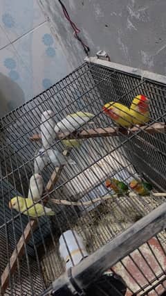 love birds Breeder pair