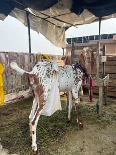 1 Female Goats with  1 Female Child