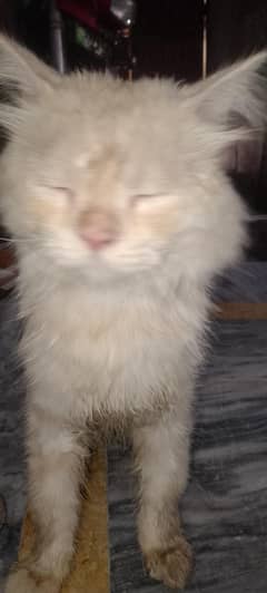 parshian cat