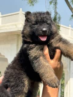 Purebred German Shepherd Puppy – Long Hair fluffy playful-Urgent Sale