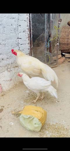 Aseel Waite male and female