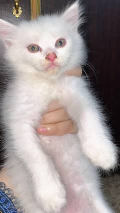 Persian kittens
