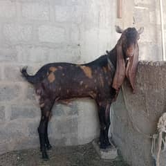 behtreen