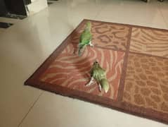 pair of green neck for sale